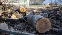 Сколько придется заплатить казахстанцам за уничтожение деревьев и растений