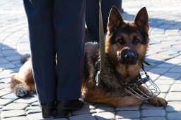 Служебный пёс помог полицейским Акмолинской области обнаружить наркотики