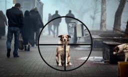 Пока лишь умерщвление! - заместитель главного госветврача об отлове собак в Акмолинской области