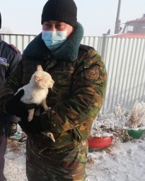 Пожарные спасли кошку из пожара в Акмолинской области