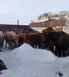 ​Более 30 лошадей пропали у жителя Акмолинской области