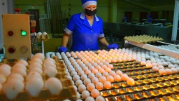 Производство куриного яйца резко сократилось в Казахстане