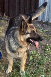 В Акмолинской области служебная собака помогла раскрыть кражу