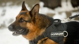 ​Полицейские Акмолинской области с помощью служебной собаки по кличке Граф раскрыли кражу за 20 мин.