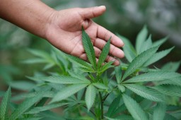 Акмолинские полицейские изъяли из незаконного оборота более пяти килограмм марихуаны