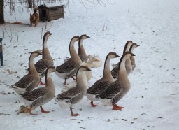 20 гусей украли в канун новогодних праздников в Акмолинской области