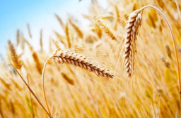 Экспортировано 5,1 млн тонн зерна нового урожая Экспортировано 5,1 млн тонн зерна нового урожая