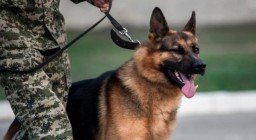 В Акмолинской области служебная собака помогла установить подозреваемого в краже велосипеда