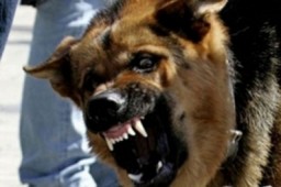 Очередное нападение собаки на ребенка произошло в Акмолинской области