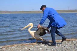 Спасенных лебедя и пеликана выпустили на волю в Бурабае