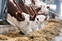 В Акмолинской области в 2020 году планируют открыть 111 мясных ферм и 18 товарно-молочных ферм