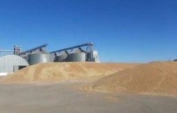 ​Акмолинские аграрии обеспокоены предстоящим сбытом зерна