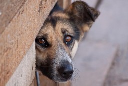 Убивать дешевле: у властей нет денег на стерилизацию бродячих собак в Косшы