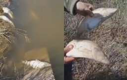 ​"Казгидромет" выясняет причины гибели рыбы в Акмолинской области