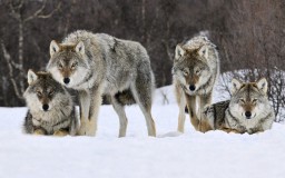 Видео о волках в Акмолинской области прокомментировали в полиции