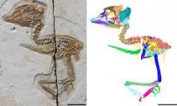 В Китае нашли останки птицы с головой динозавра