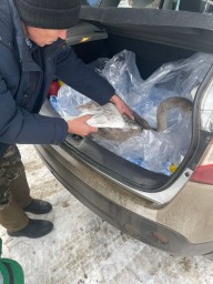Неравнодушные жители Кокшетау спасли редкого лебедя