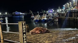 В английском городе отменили новогодний фейерверк из-за моржа