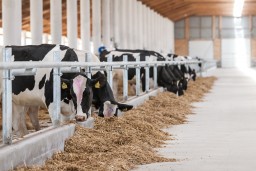 Четыре  крупных  молочно-товарных фермы строятся в Акмолинской области