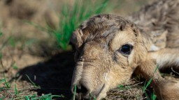Новорожденным сайгачатам устроили фотосессию в ЗКО Новорожденным сайгачатам устроили фотосессию в ЗКО