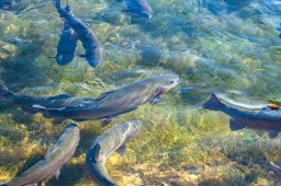 Объем выращенной рыбы в Казахстане за последние пять лет увеличился в семь раз