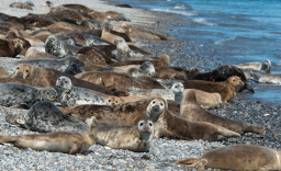 Для сохранения популяции каспийского тюленя будет создан государственный природный резерват