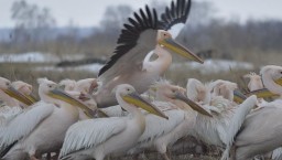 Причину гибели стаи пеликанов в Акмолинской области объяснили орнитологи