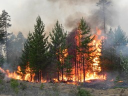 Генпрокуратура: Лесные пожары в Казахстане нанесли ущерб на 30 млрд тенге