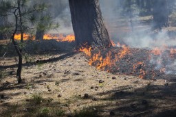 Пять лесных пожаров произошло за минувшую неделю в Акмолинской области